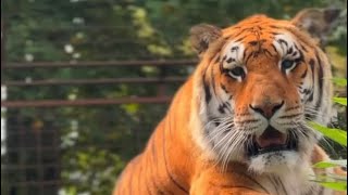 Download Lagu Incredible relationship between Brigitte and Atilla the tiger MP3