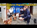Bütün Tavukların Yumurtalarını Topladım!-Ahırda Muhabbet Ettik!#Tavuk#Horoz#Civciv#Hindi#Keçi