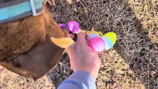 Dog Easter Egg Hunt