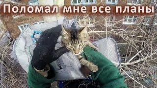Типичный Васька в типичной местности by - Служба спасения котиков - 20,184 views 1 month ago 19 minutes