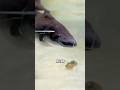 Cute and adorable Gymnarchus niloticus #shorts #fish #animals #cute