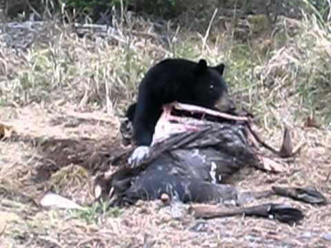 Wild Black Bear eating an animal