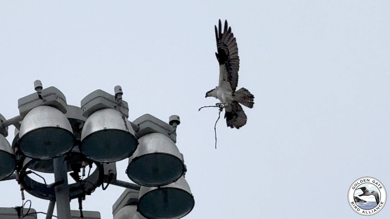 Richmond begins nest building | Feb 7, 2026