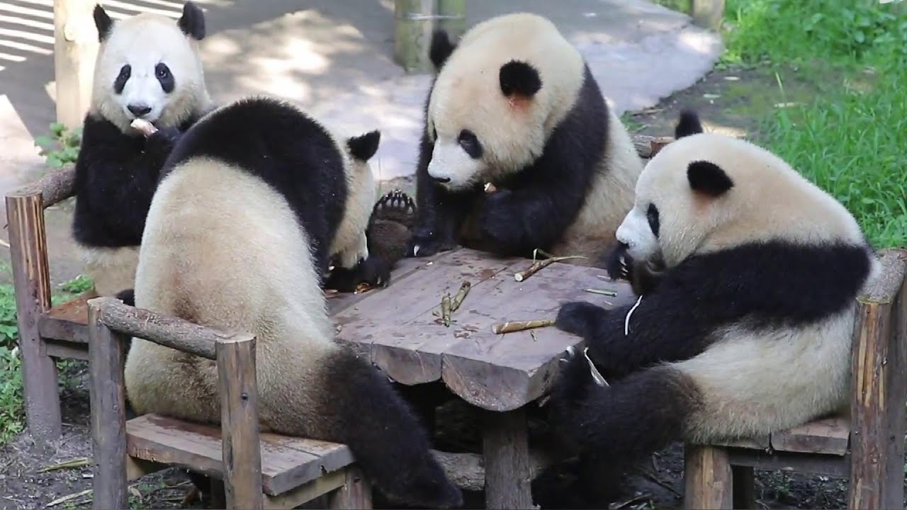 双重喜庆~四熊一桌搓麻将😄Four pandas play 