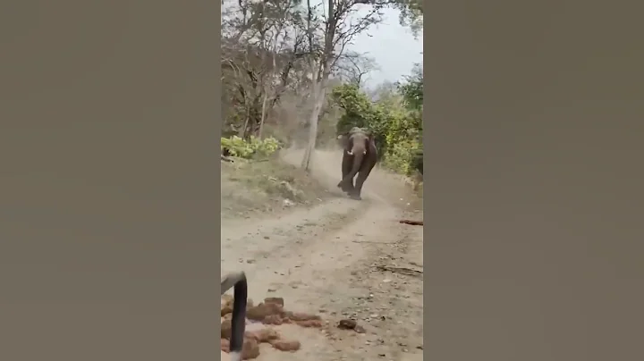 Angry Elephant Attack #shortvideo #viral #shorts