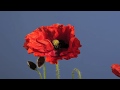 Flanders poppy flower opening time lapse