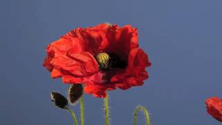 Papaver rhoeas flower opening time lapse filmed by neil bromhall for
www.rightplants4me.co.uk over a period of three days also known as
corn poppy, wi...