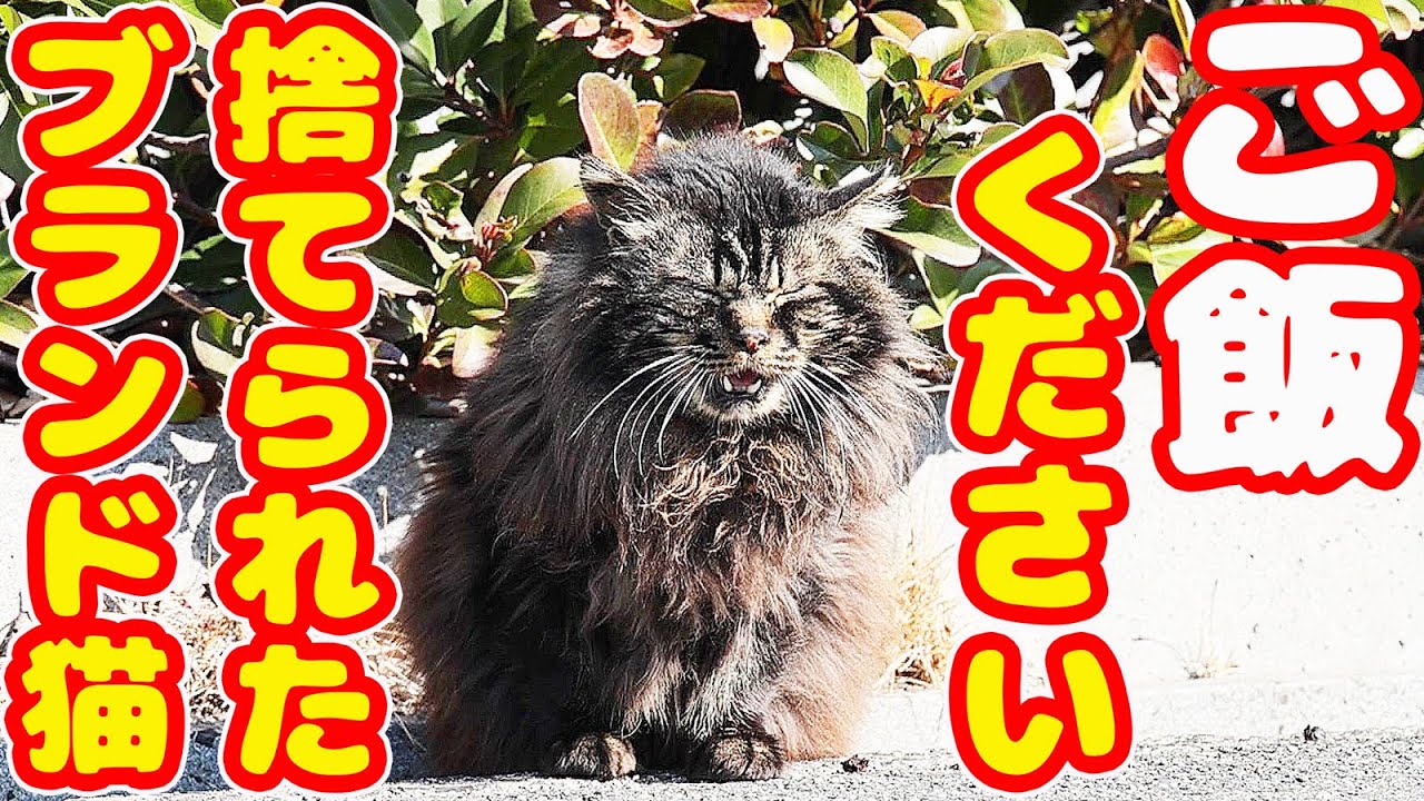 さくら様ご確認用 猫ちゃんの秘密基地 まめちゃんハウス 連れる
