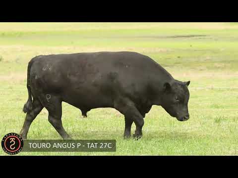 LOTE 09 - TOURO ANGUS P   TAT 27C