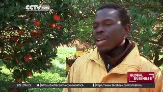 African migrants exploited in Italian orange farms