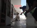 dog training#🐕#video#share#viral#subscribe#contact#7988150626