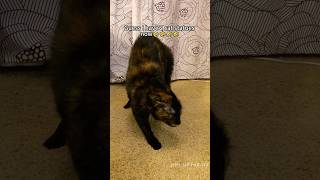 Fake cat prank#cat#catvideos#funnycat#fyp