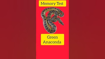 Brain memory test 99% failed 😜 #braintest #memorytest #memorychallenge #memorytestgame #memorygame