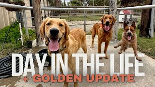 Day In The Life | Golden Brothers 8 Month Old Update | Running Dogs At Ranch