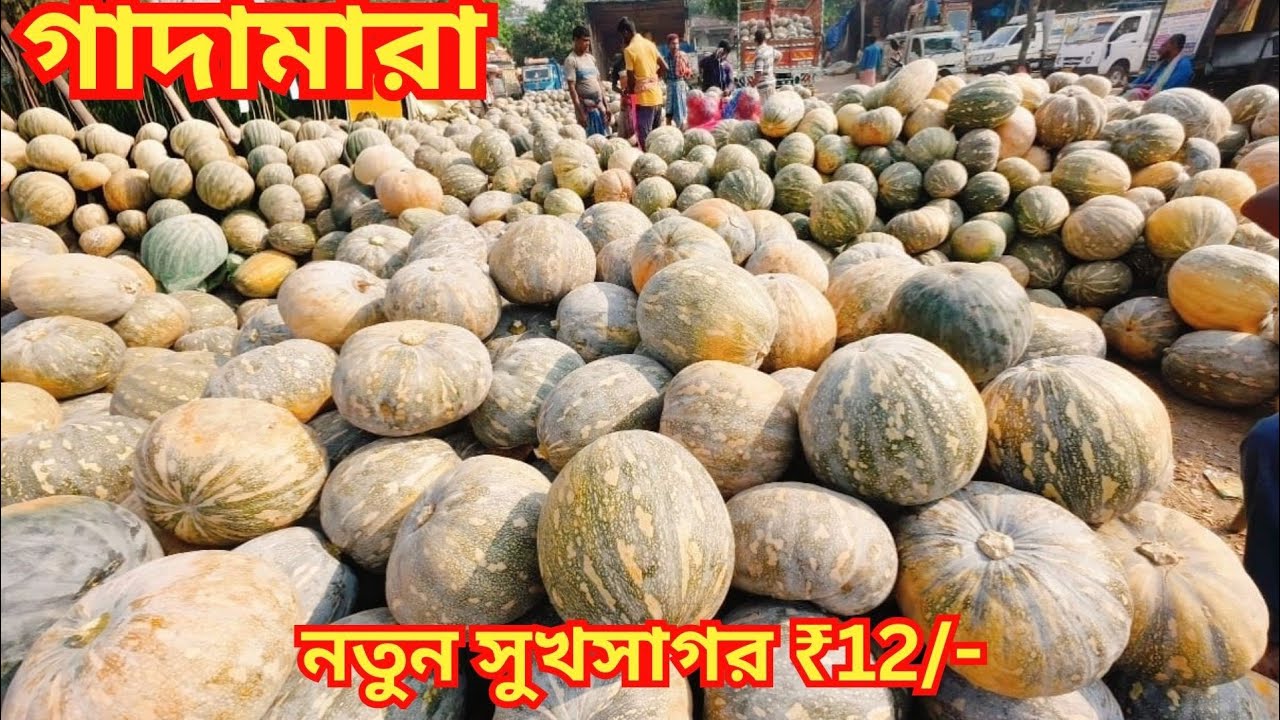 সবজির সাথে নতুন আলু নতুন সুখসাগর পিঁয়াজের দাম কেমন | Gadamara Haat | Wholesale Vegetable Market |