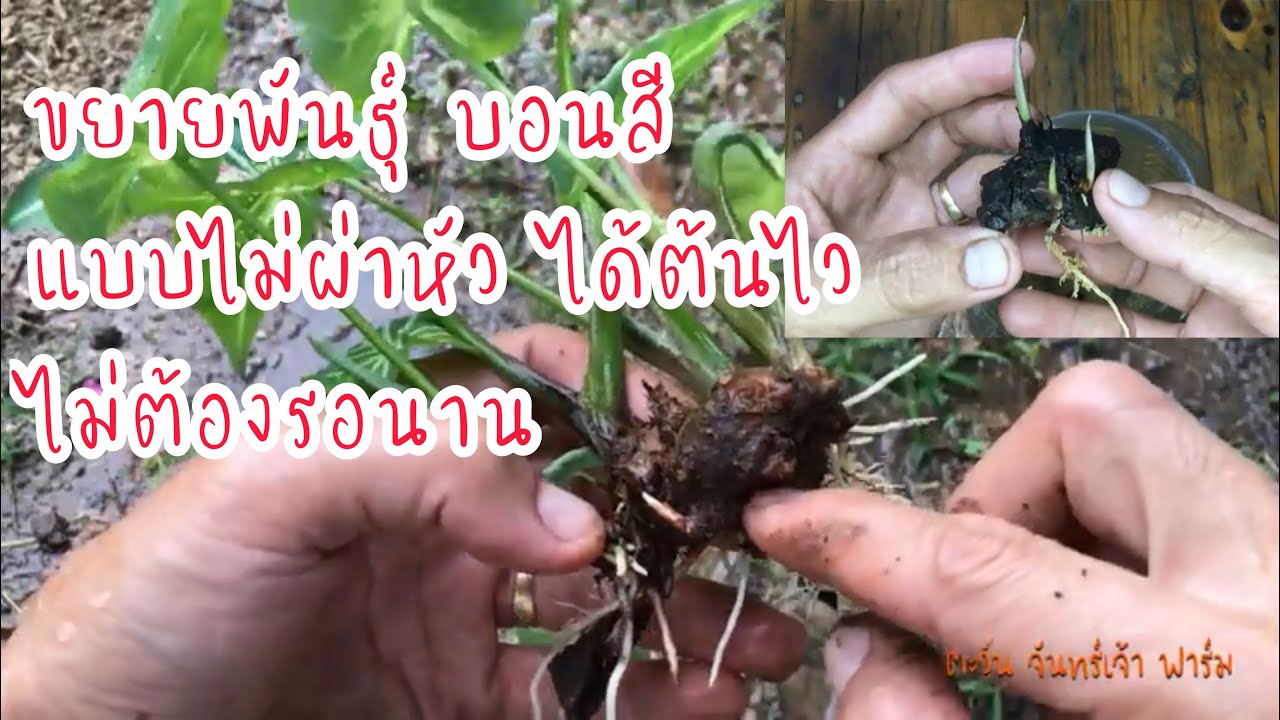 ขยายพันธุ์บอนสี แบบไม่ผ่าหัว ได้ต้นไว ไม่ต้องรอนาน