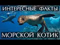 Морской Котик Интересные факты