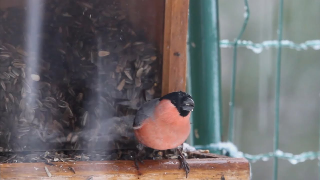 Dtail De Lobservation Oiseaux Des Jardins Dtail De Lobservation Oiseaux Des Jardins