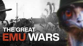 When The Soldiers Lose The War Against The Birds Real Birds