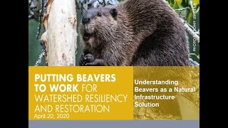 Understanding Beavers as a Natural Infrastructure Solution