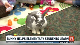 Bunny helps elementary school students learn