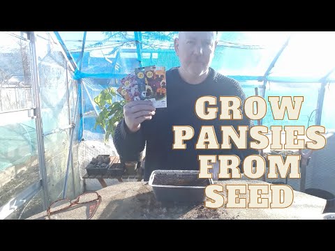 Video: Kaip daiginti našlaičių sėklas?