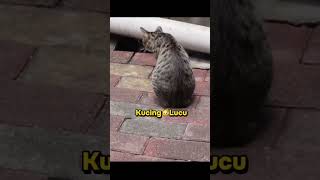Cat Funny shorts