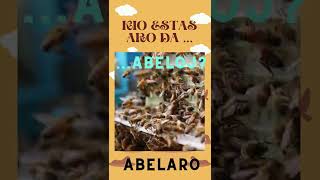 KIO ESTAS ARO DA #shorts