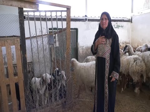 عائلة الربعي تكابد الاستيطان في قرية التوانة بمسافر يطا جنوب الخليل