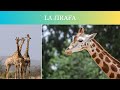 Descubriendo la vida salvaje secretos de la jirafa en la sabana africana