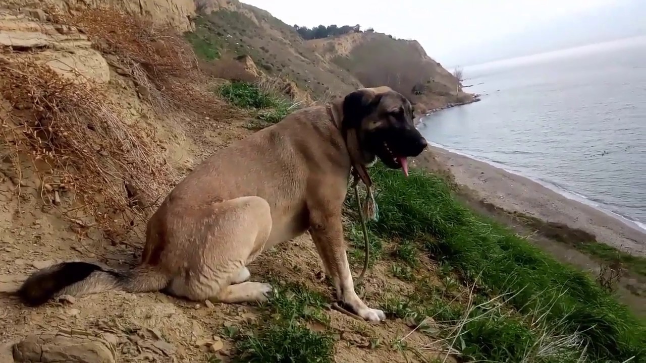 KangalTV MASKOTUMUZ ANADOLU ÇOBAN KÖPEĞİMİZ AFRiN MANZARA - ANATOLiAN SHEPHERD DOG LANDSPACE