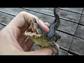 sculpting a NILE CROCODILE out of POLYMER CLAY