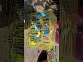 #healthy bajri bird kahan se khariden#sealing budgies bird #budgies #ytshorts #parrot Randeep