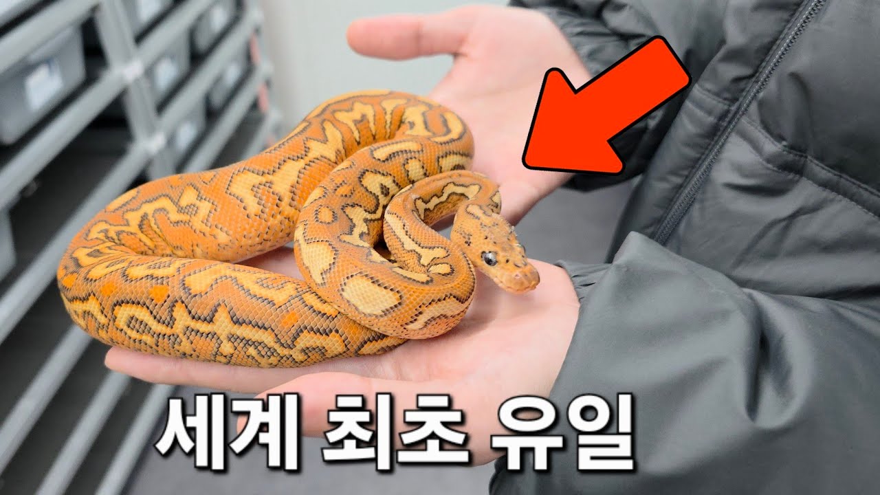 뱀사육의 끝판을 봤습니다. 한국 최대규모 뱀농장을 방문했는데...눈돌아갑니다