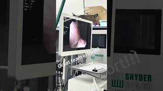 Emergency Pet Endoscopy to remove a rawhide
