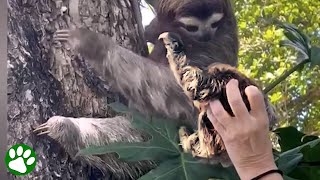 Beautiful moment baby sloth is reunited with its mama