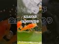 これこそが金魚のエサやり。