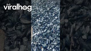 Millions Of Small Blue Creatures Wash Up On Oregon Coast || Viralhog