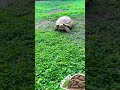 🤣😂 #funny #turtle #tortoise #viral #fypシ゚ #comedy #love #cute #whatdoyoudoforaliving