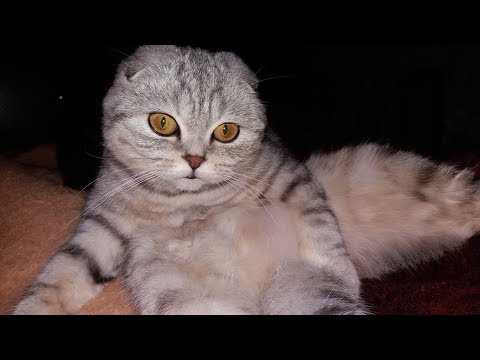 Милая Кошка Скоттиш