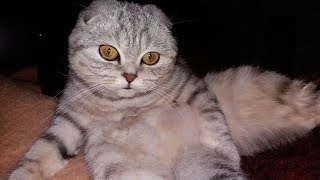 Красивая Кошка Scottish Fold Умывается Ночью 😻 Видео про котов и кошек 2017 🐱 Животные Красивая Кошка Scottish Fold Умывается Ночью 😻 Видео про котов и кошек 2017 🐱 Животные