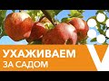 ОТВЕТЫ НА ВСЕ ВОПРОСЫ ПО УХОДУ ЗА ПЛОДОВЫМ САДОМ И ЯГОДНИКАМИ В СЕРЕДИНЕ ЛЕТА!