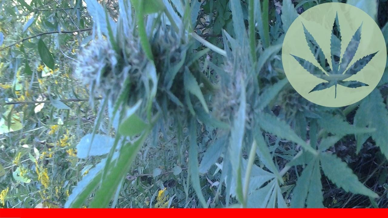 Bc Sweet Tooth - All About This Strain