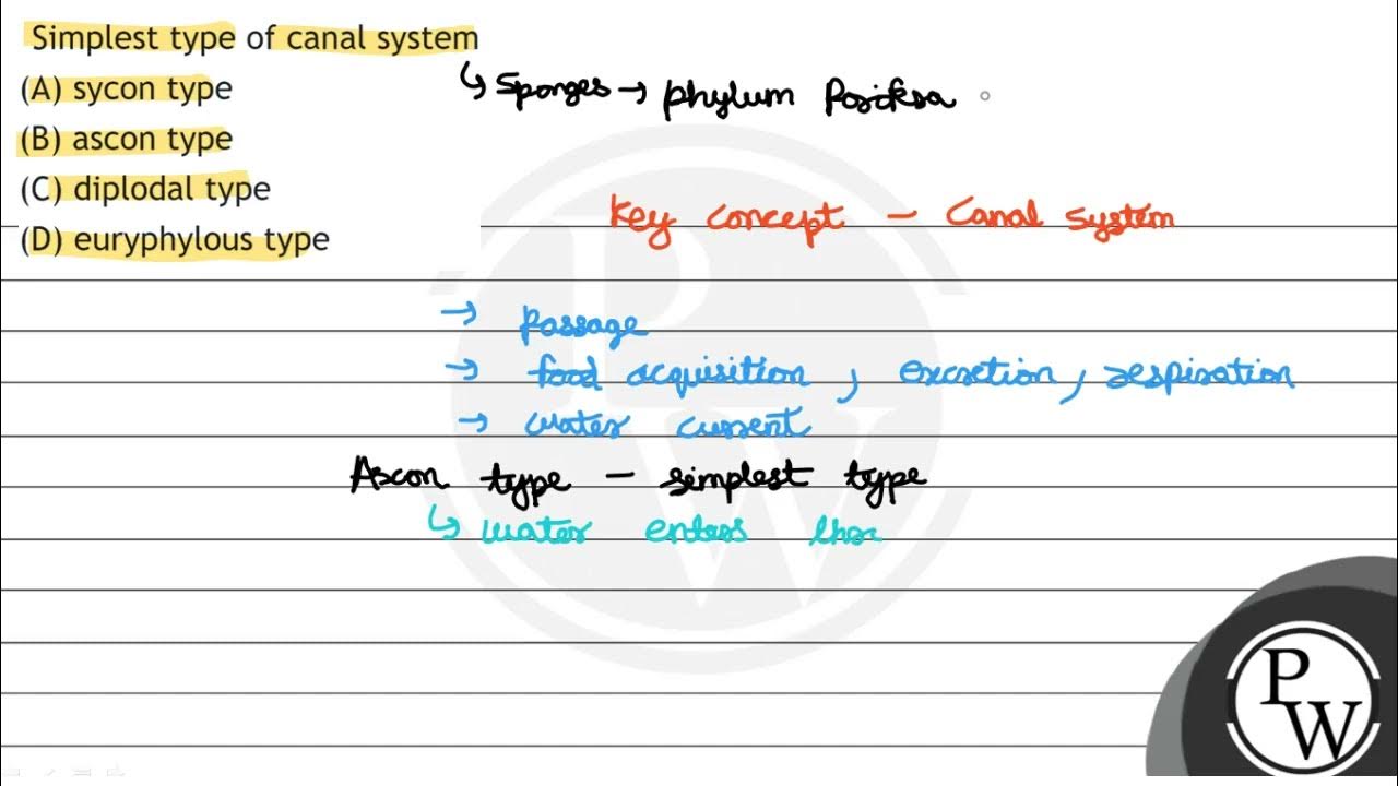 Simplest type of canal system (A) sycon type (B) ascon type (C