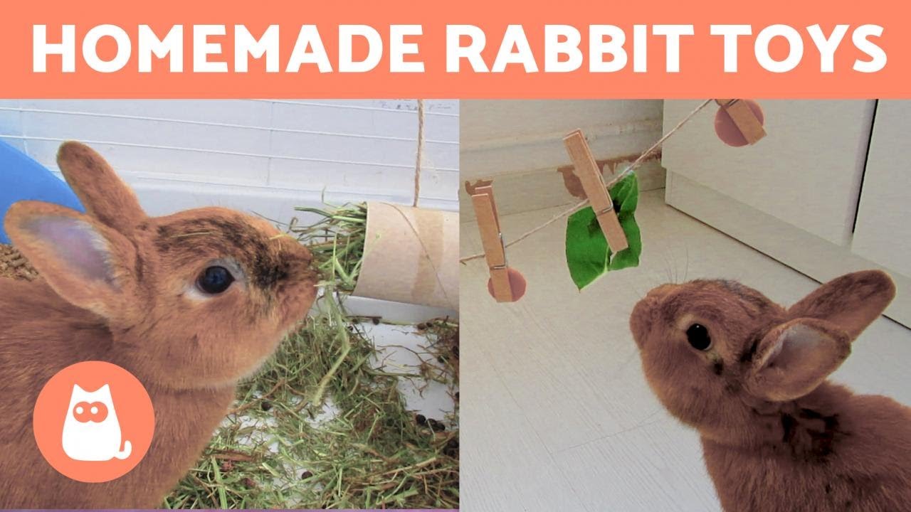 bunny toys for bunnies