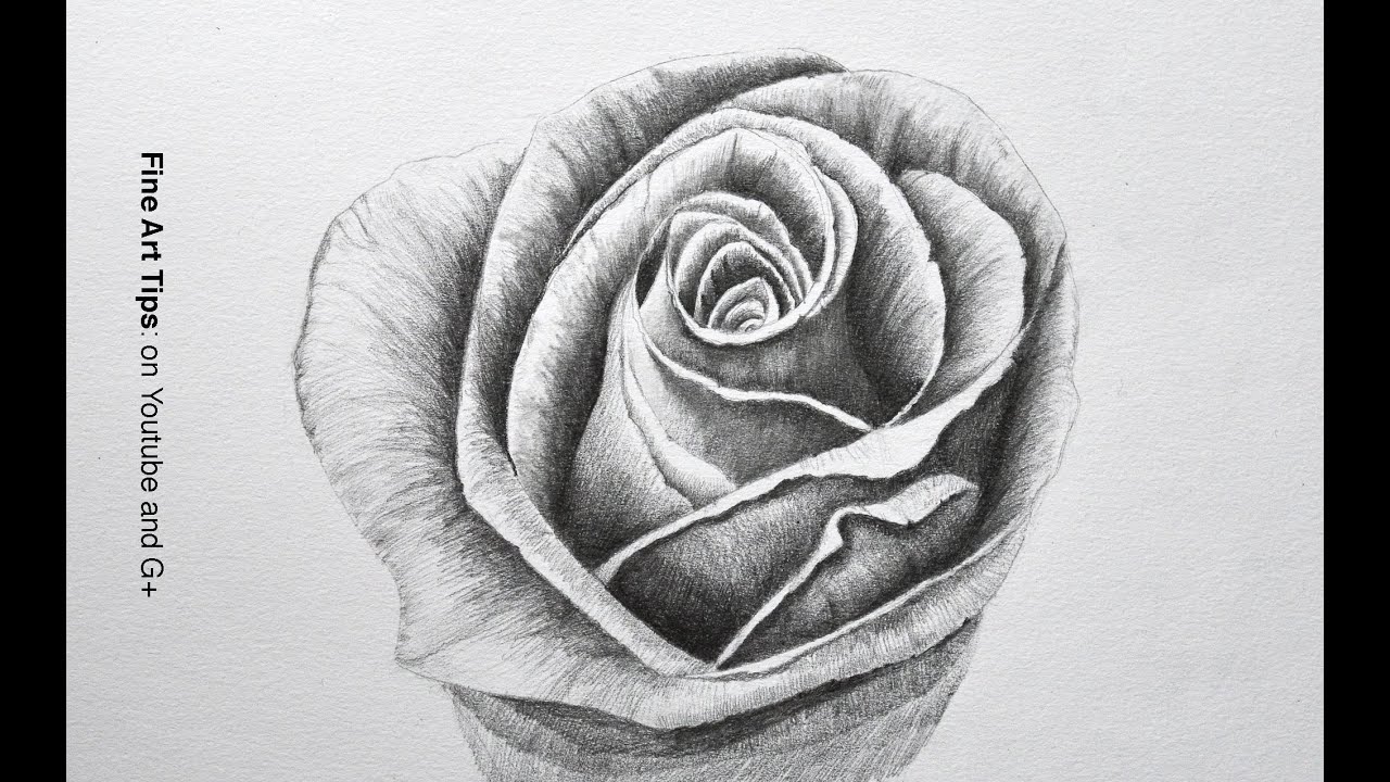 ⁣Drawing a Rose With Pencil - Time Lapse