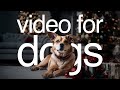 For dogs live  allday entertainment for your dog to watch