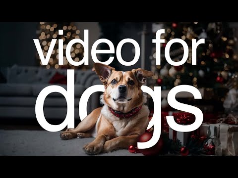 Video For Dogs LIVE - All-Day Entertainment for Your Dog to Watch