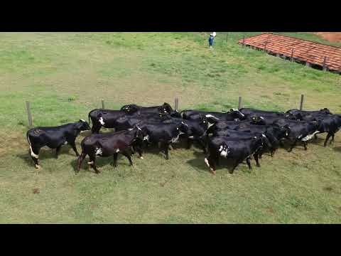 BATERIA 4 MEIO SANGUE   148 a 156 - 21º LEILÃO SANTA LUZIA - LEITE COM RAÇA🥛🐄