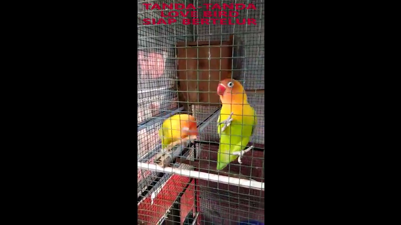 Tanda Love Bird akan Bertelur (The sign of love birds will lay their